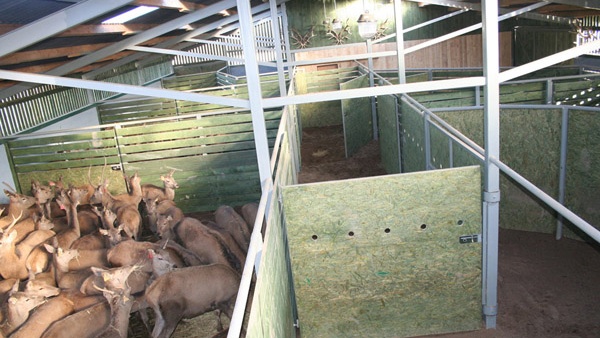 sistemas de vallado construcción de granjas de ciervos servicio integral vallado de grandes áreas Polonia