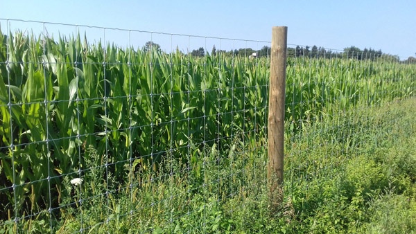 sistemas de vallado construcción de granjas de ciervos servicio integral vallado de grandes áreas Polonia
