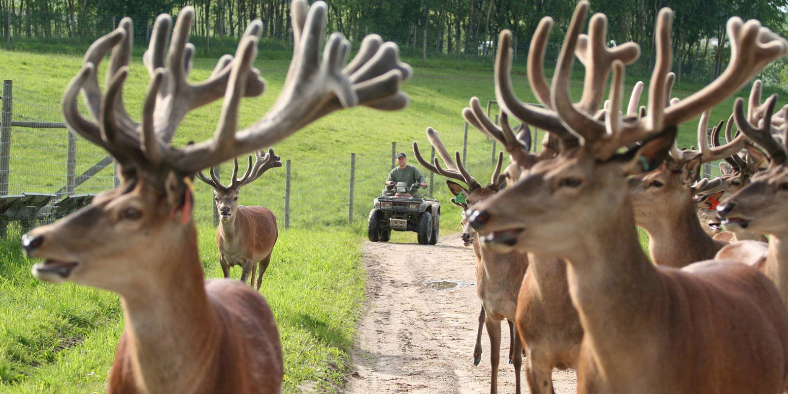 sistemas de vallado construcción de granjas de ciervos servicio integral vallado de grandes áreas Polonia